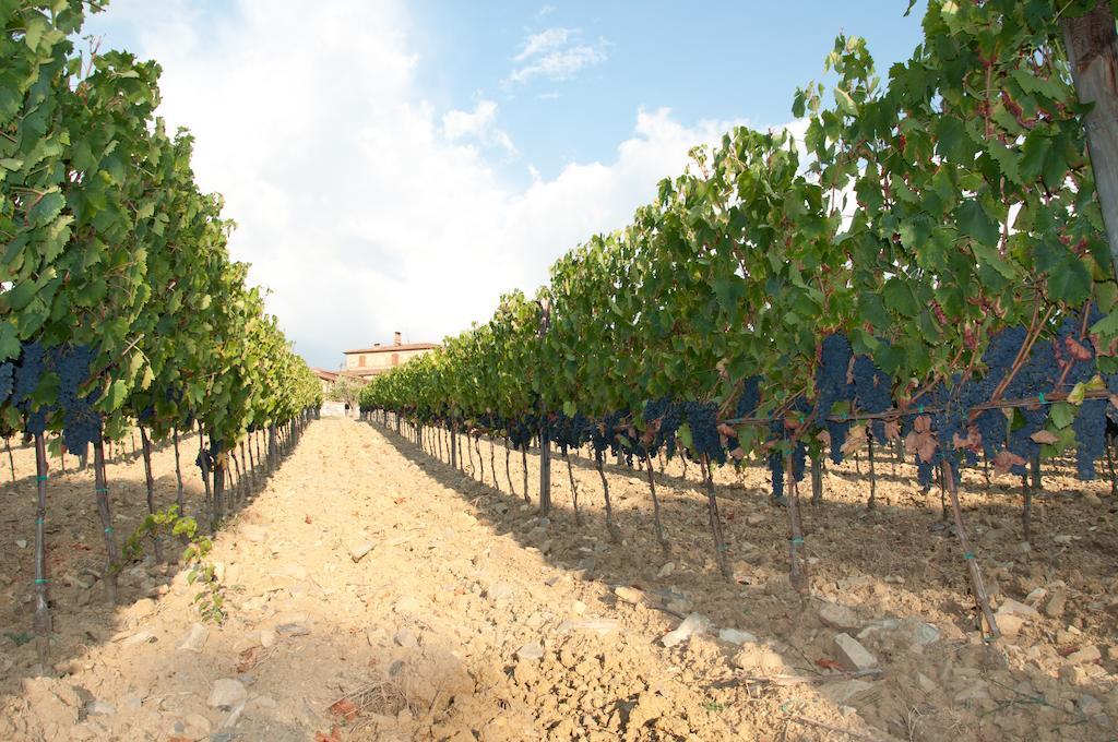 Agriturismo Amina, Winery & Hiking Vagliagli Eksteriør bilde